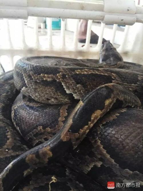 深圳杨先生最新爆料,揭秘事件背后惊人真相